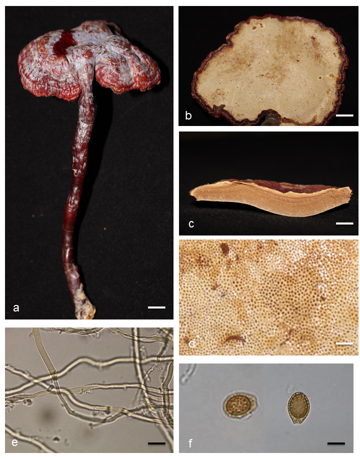 Nghiên cứu lai tạo giống nấm linh chi chủng DT với giống nấm linh chi bản địa tại Gia Lai bằng hệ sợi