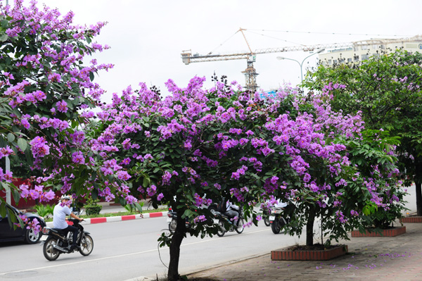 Hình ảnh có liên quan