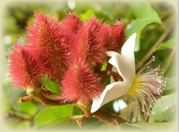 Nghiên cứu chiết tách phẩm màu annatto và phân lập bixin norbixin của hạt điều nhuộm