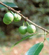 garcinia%20cochinchinensis