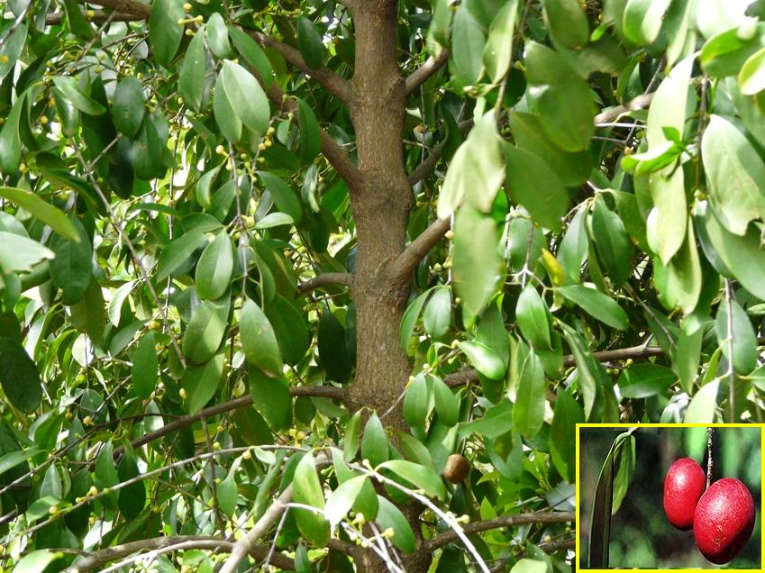 Nghiên cứu quy trình chiết tách xác định hàm lượng axit hydroxycitric của vỏ quả bứa tai chua
