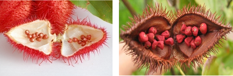 Nghiên cứu chiết tách phẩm màu annatto và phân lập bixin norbixin của hạt điều nhuộm