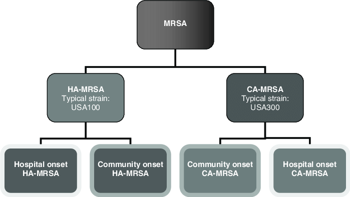 C:\Users\HP\Desktop\Classification-scheme-for-methicillin-resistant-Staphylococcus-aureus-MRSA-Molecular.png